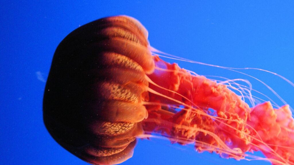 Black Sea Nettle