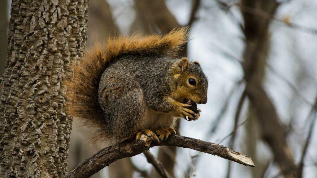 Squirrel