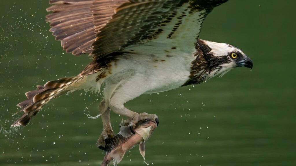 Eagle hunting