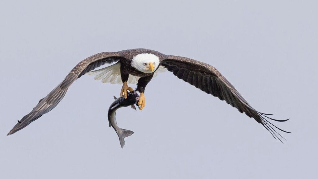 Eagle having food