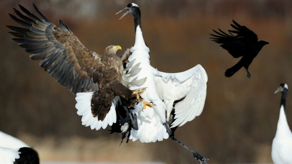 Eagle having food