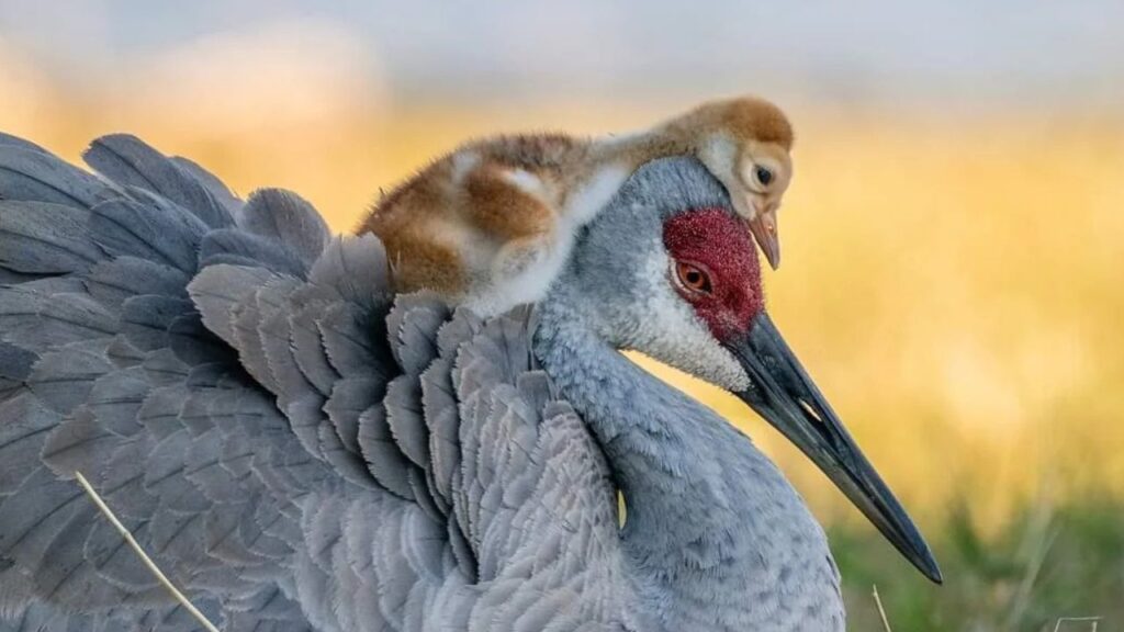 Crane Chick