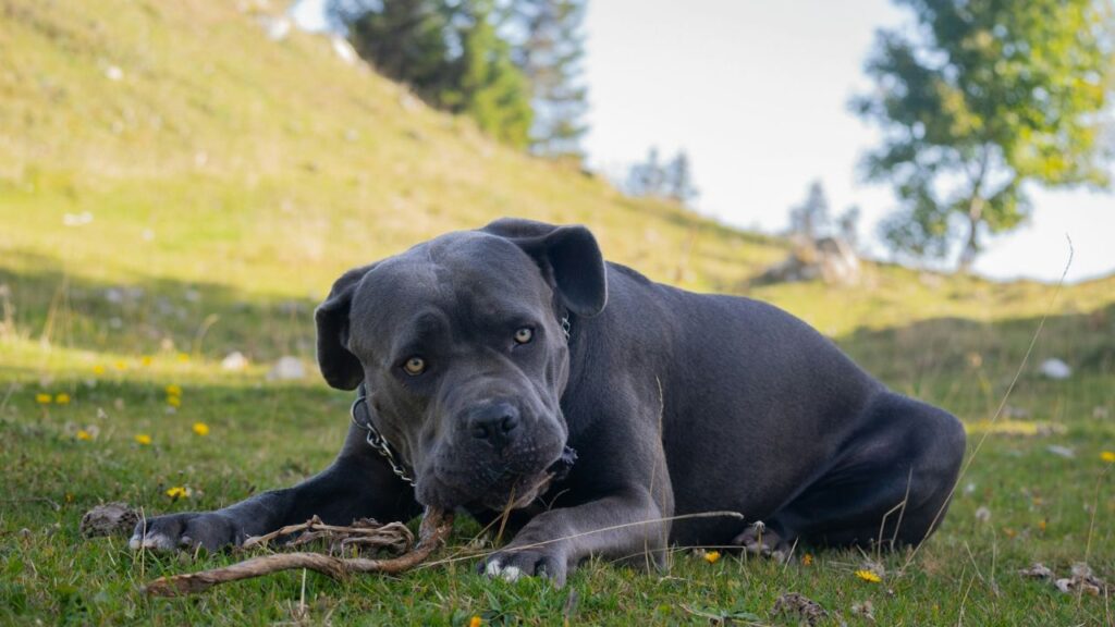 Cane Corso