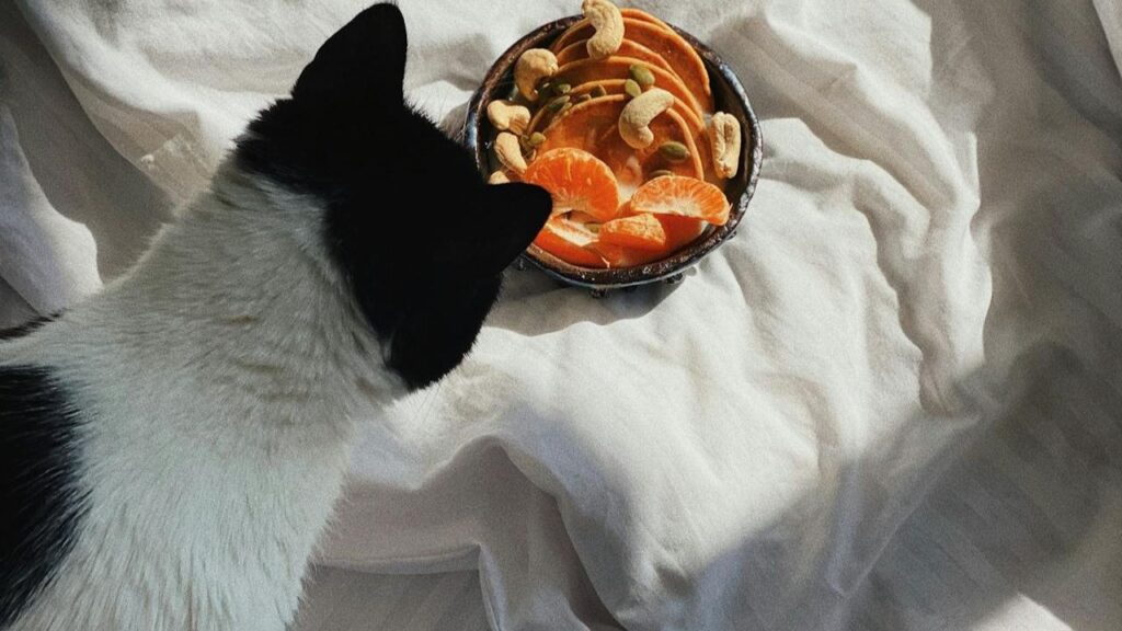 Cat eating healthy food
