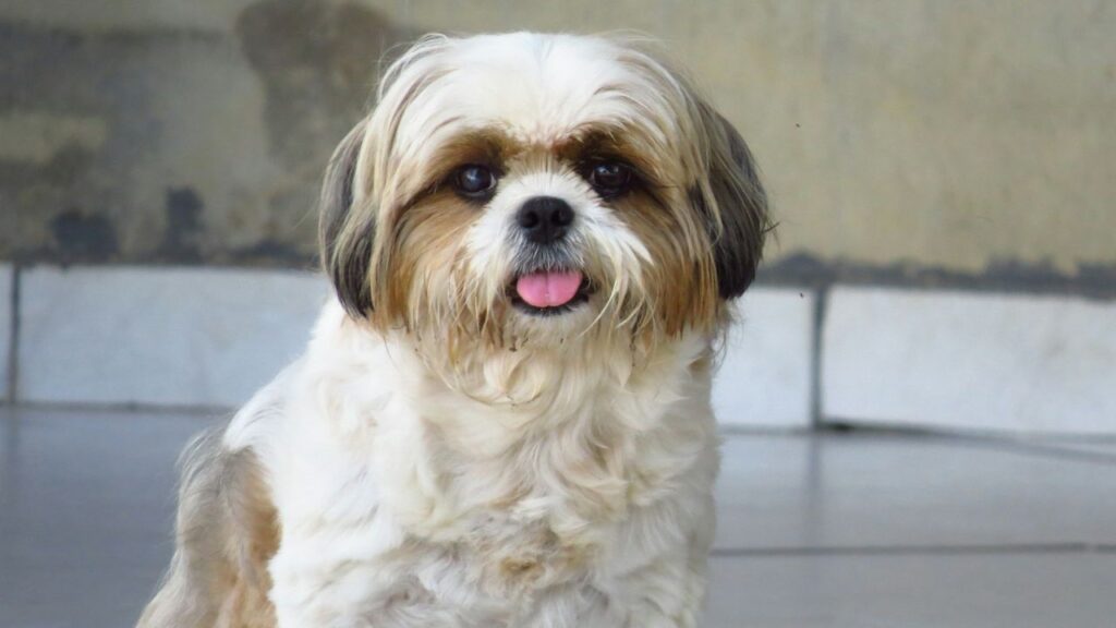 Shih Tzu