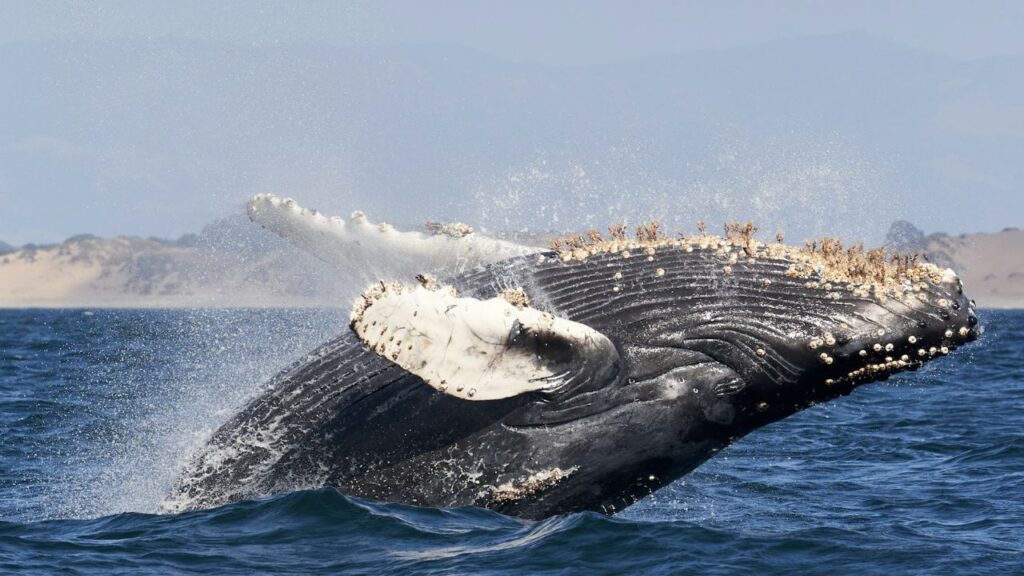 Humpback Whale