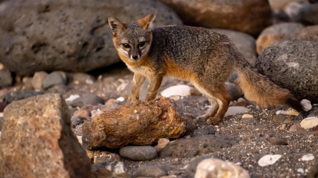 Island fox