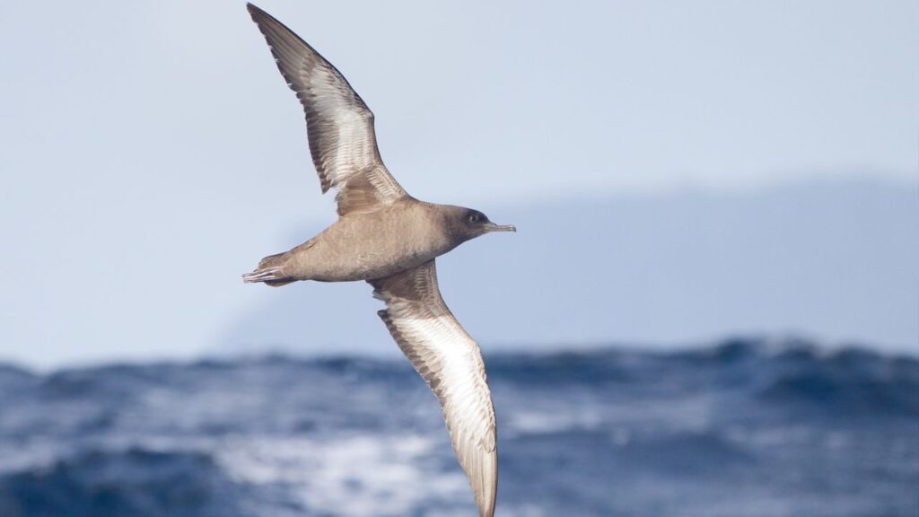 Sooty Shearwater's Long Haul