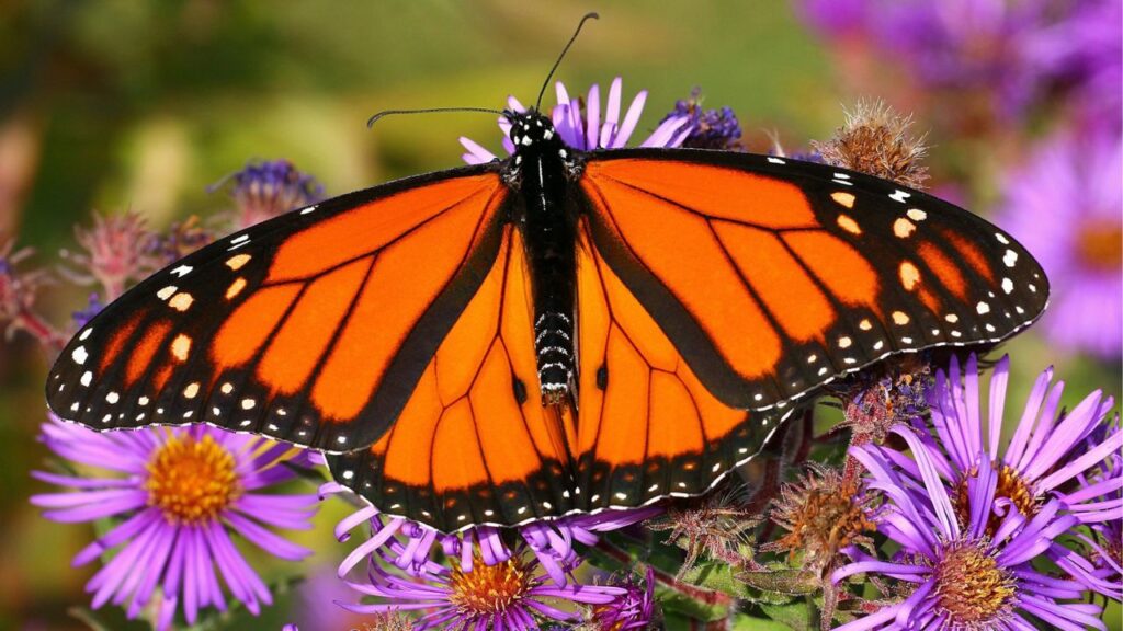 Monarch Butterfly