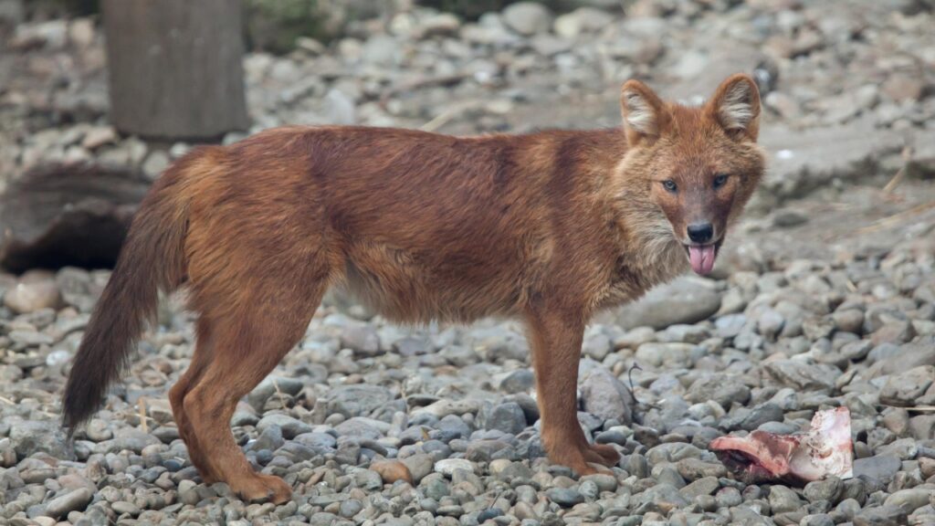 Dhole