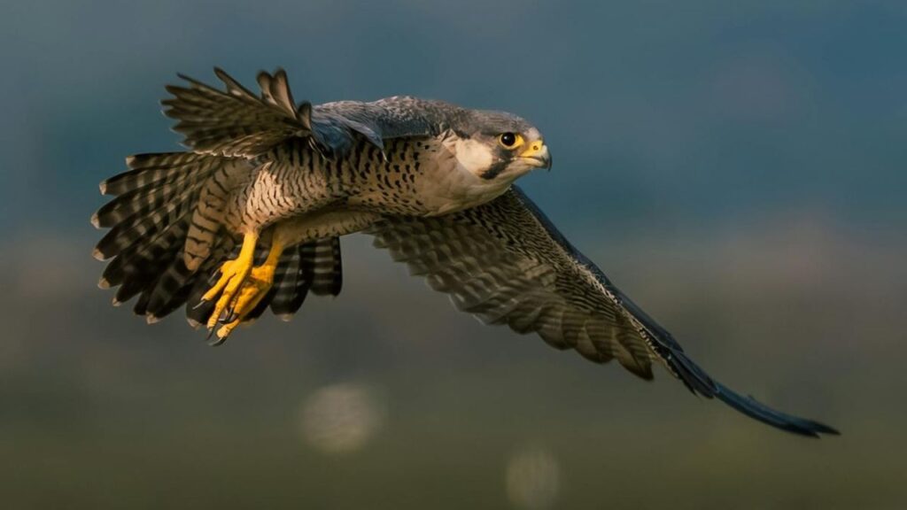 Peregrine Falcon