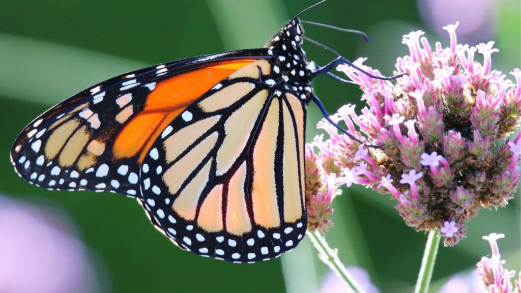 Monarch Butterfly