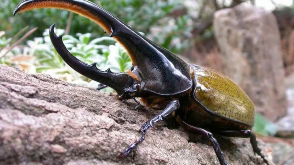 Hercules Beetle