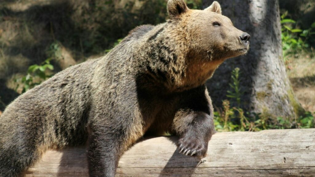 Grizzly bear