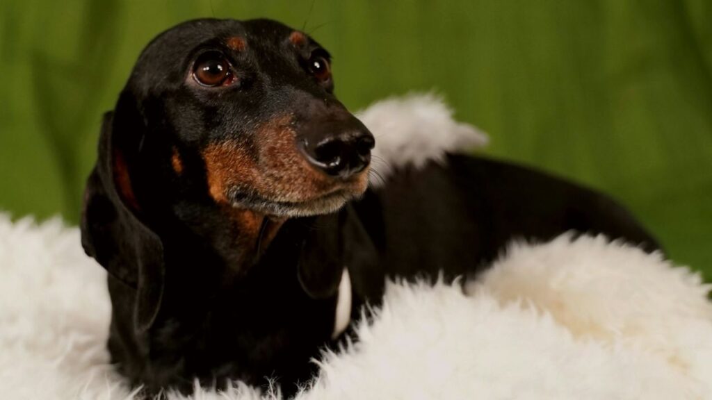 Dachshund