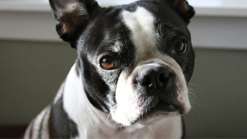 Boston Terrier