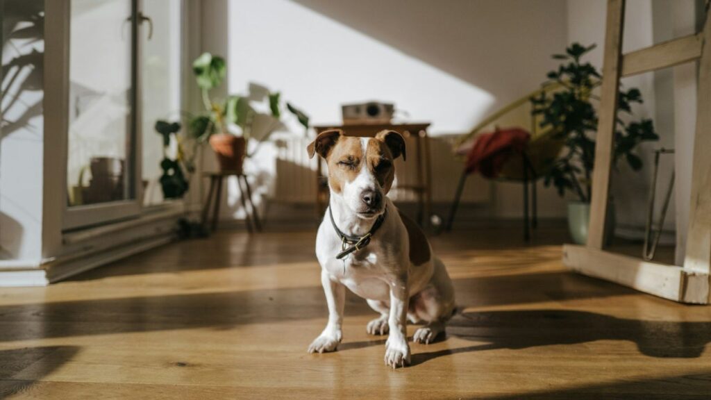 Alone Dog at home