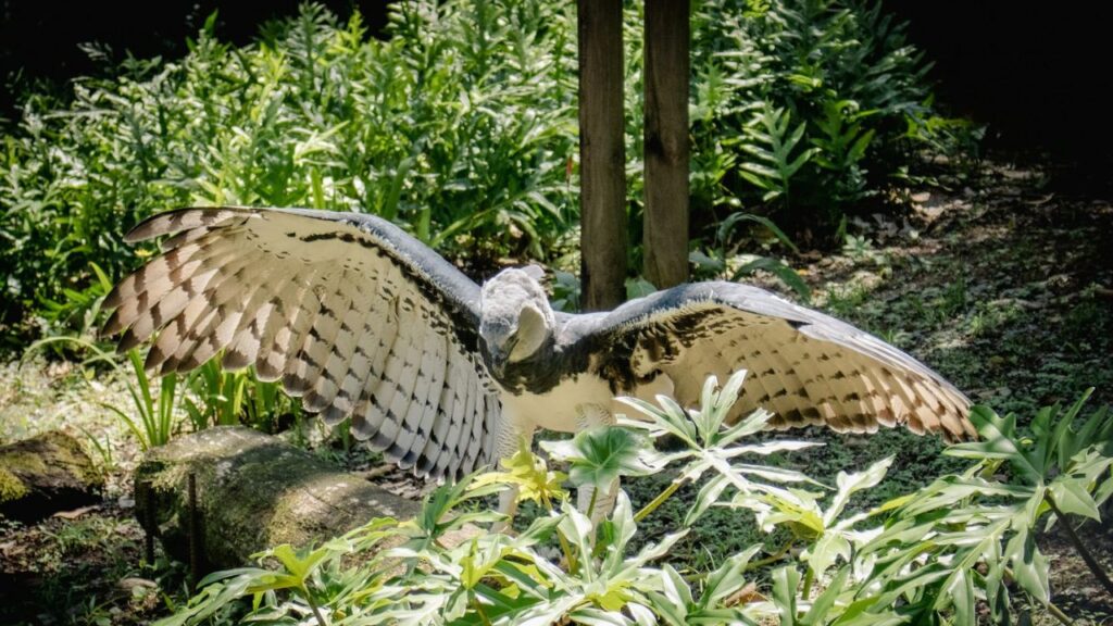 Harpy Eagle