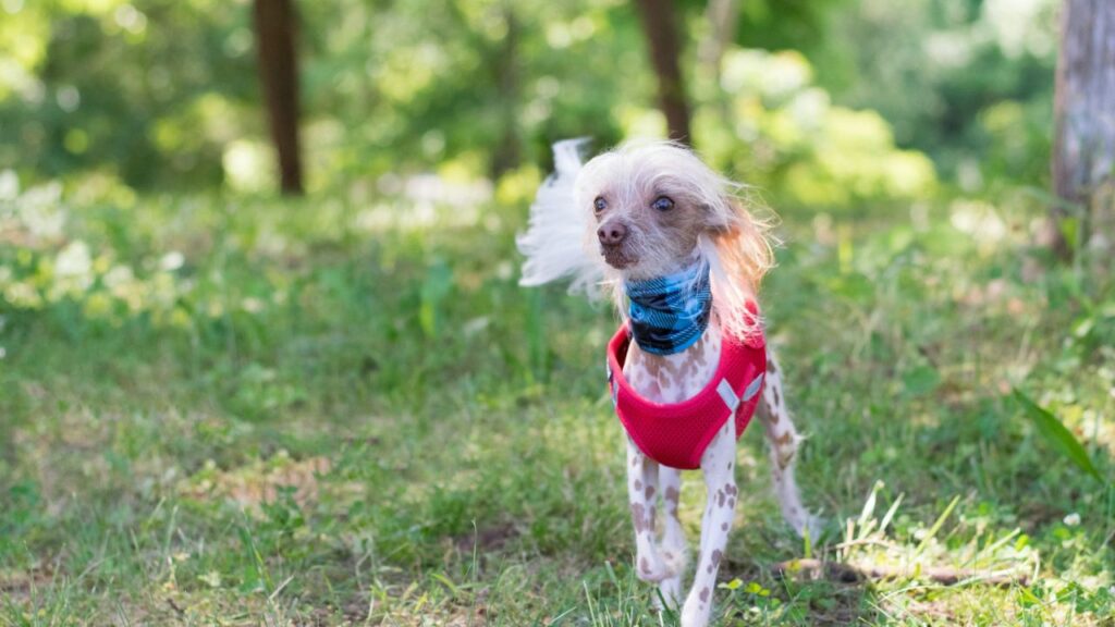 Chinese Crested