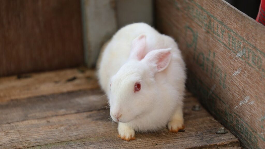 Pet Rabbit