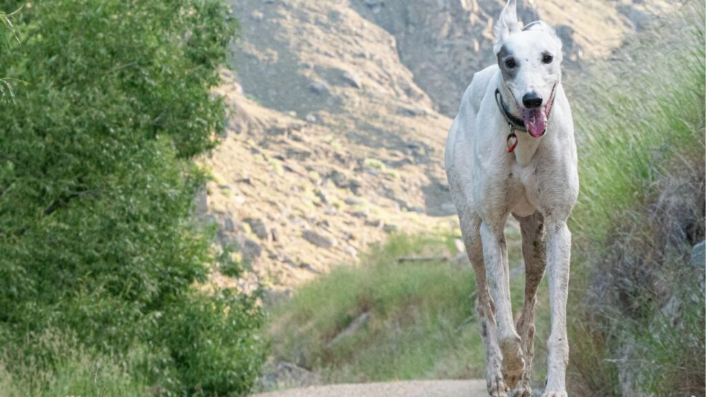 Greyhound