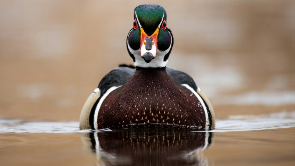 Wood Duck