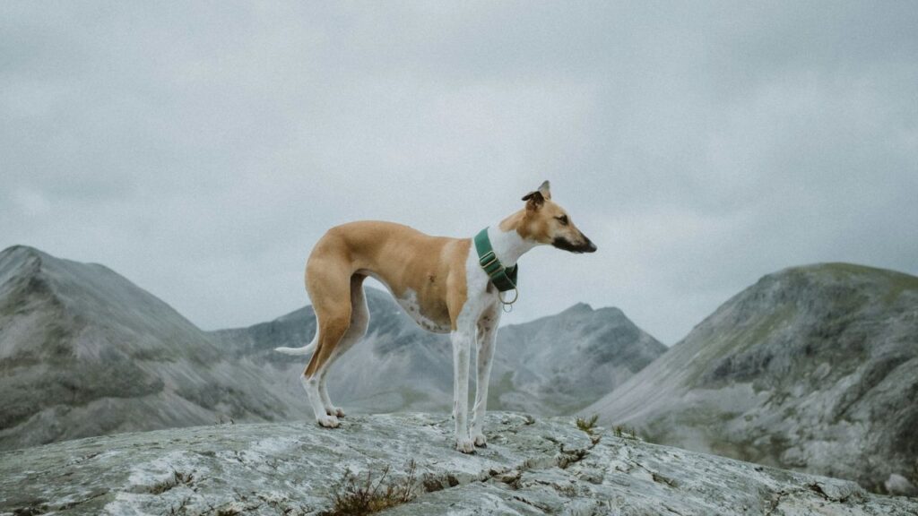 Whippet