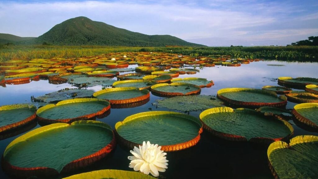 Pantanal Matogrossense National Park