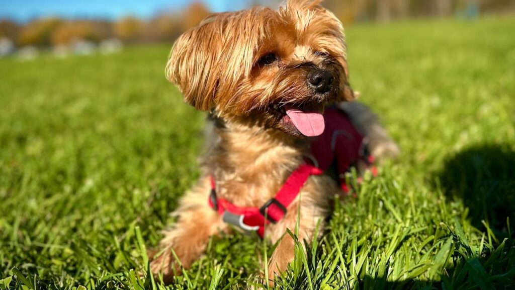 Yorkshire Terrier
