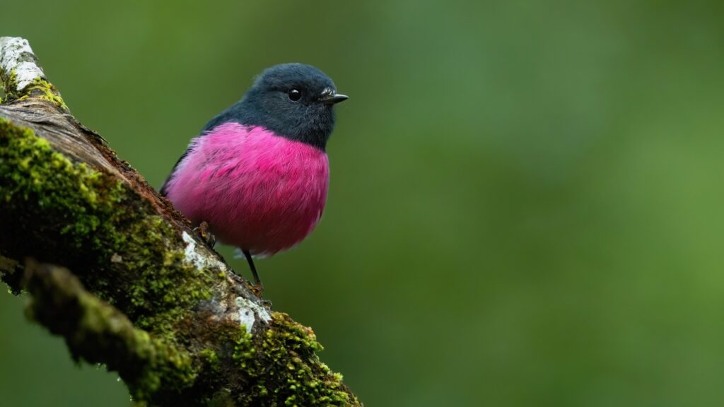 Pink Robin