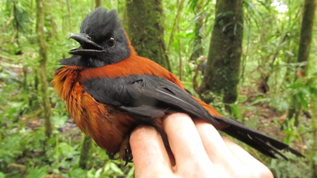 The Pitohui