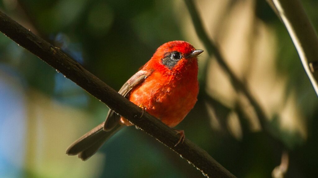 Red Warbler