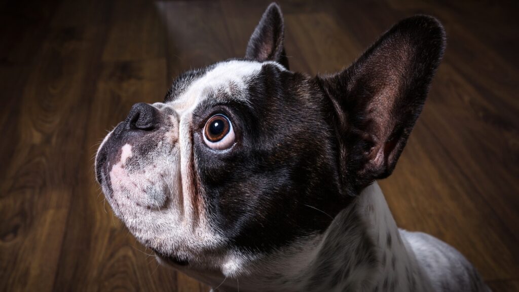Boston Terrier