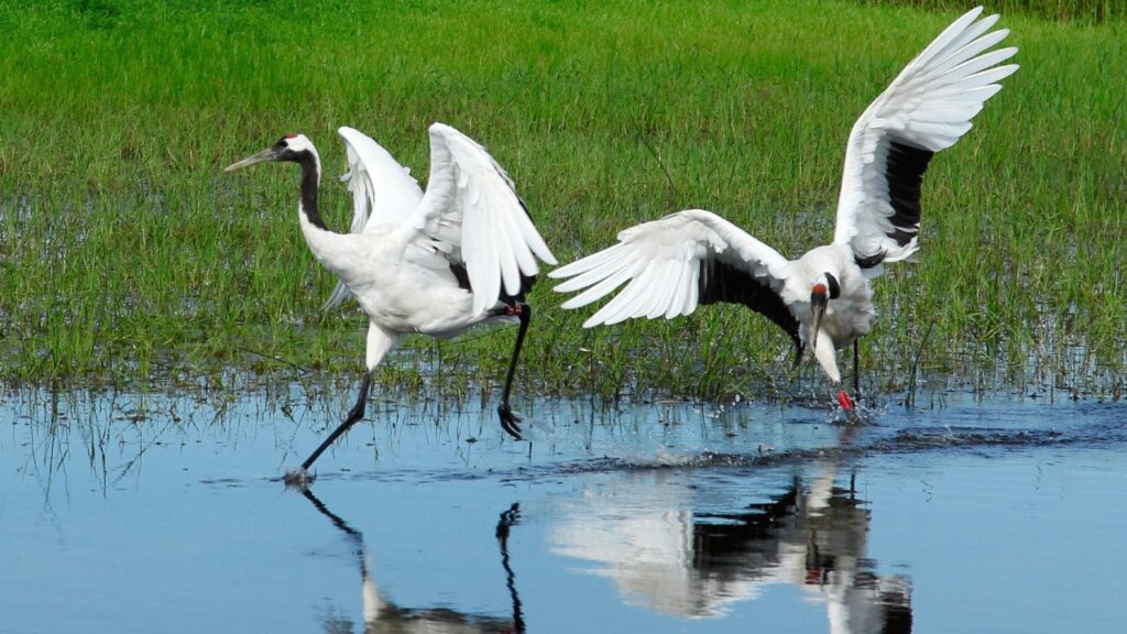 Whooping Crane