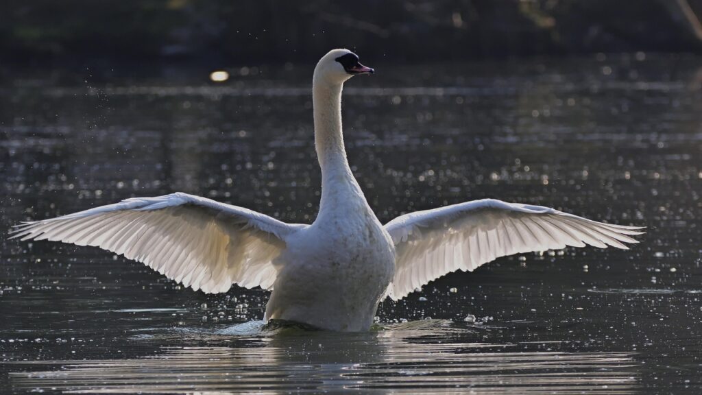 Mute Swan