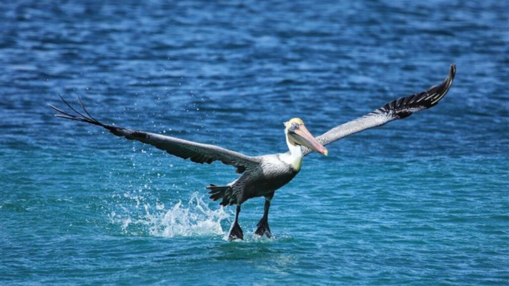 Pelican