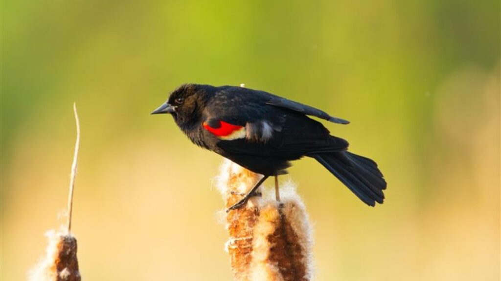 Red-winged Blackbird