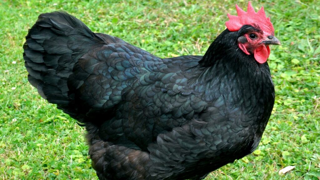 Australorp