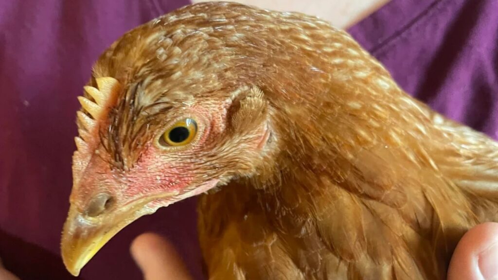 Golden Comet Chicken