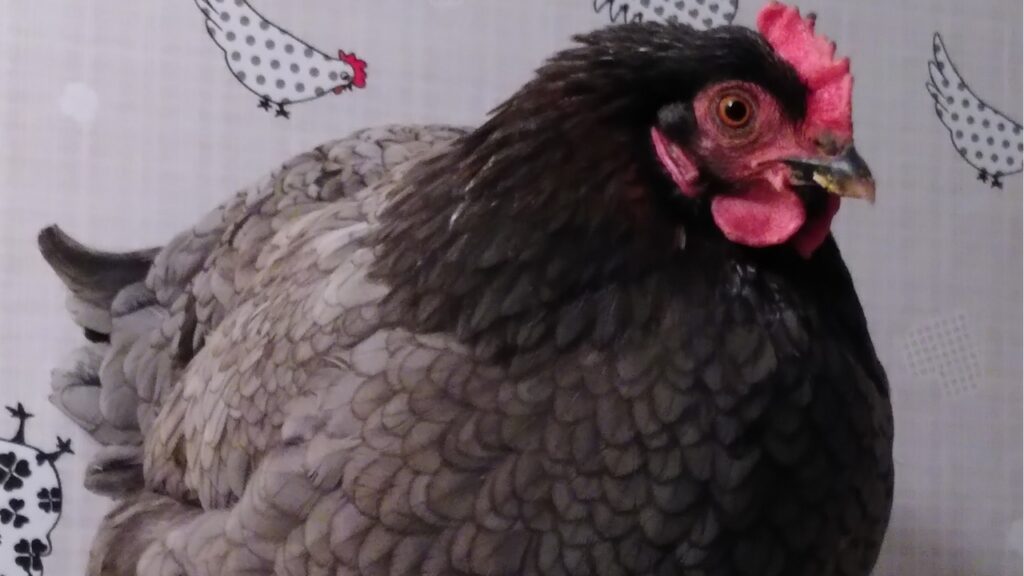 A medium blue Silverudd blue hen