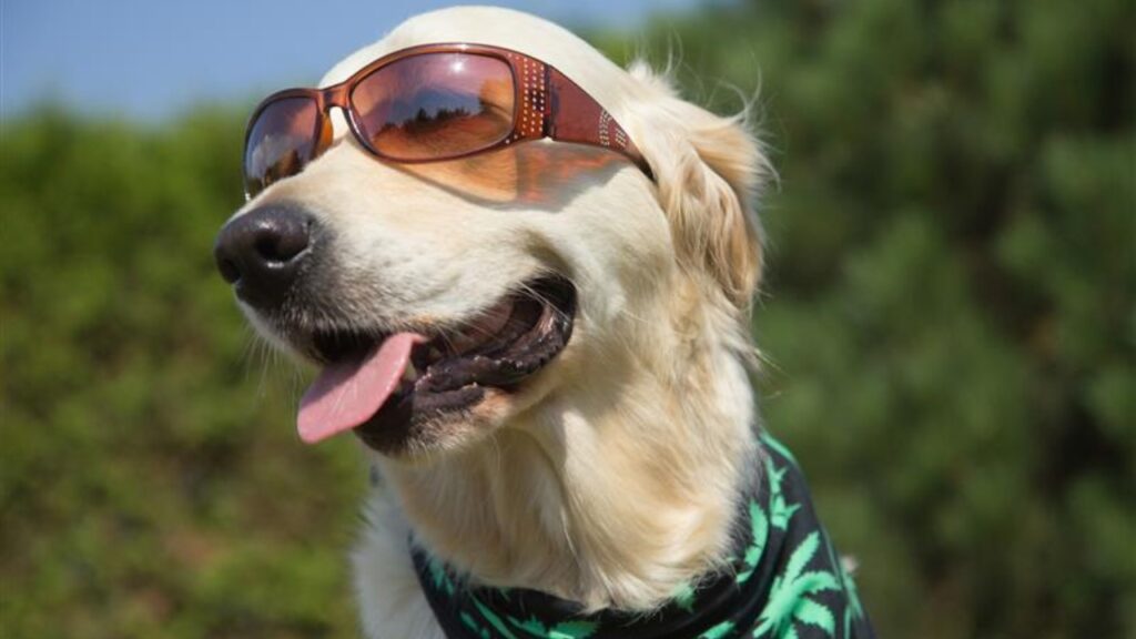 Dog Sun Protection