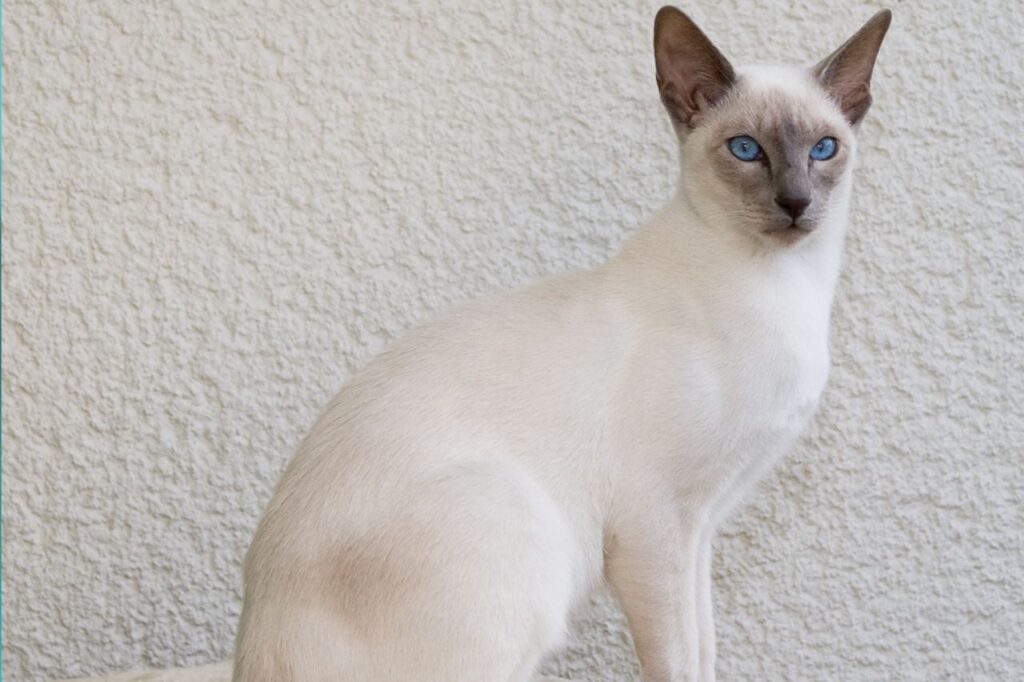 lilac point siamese