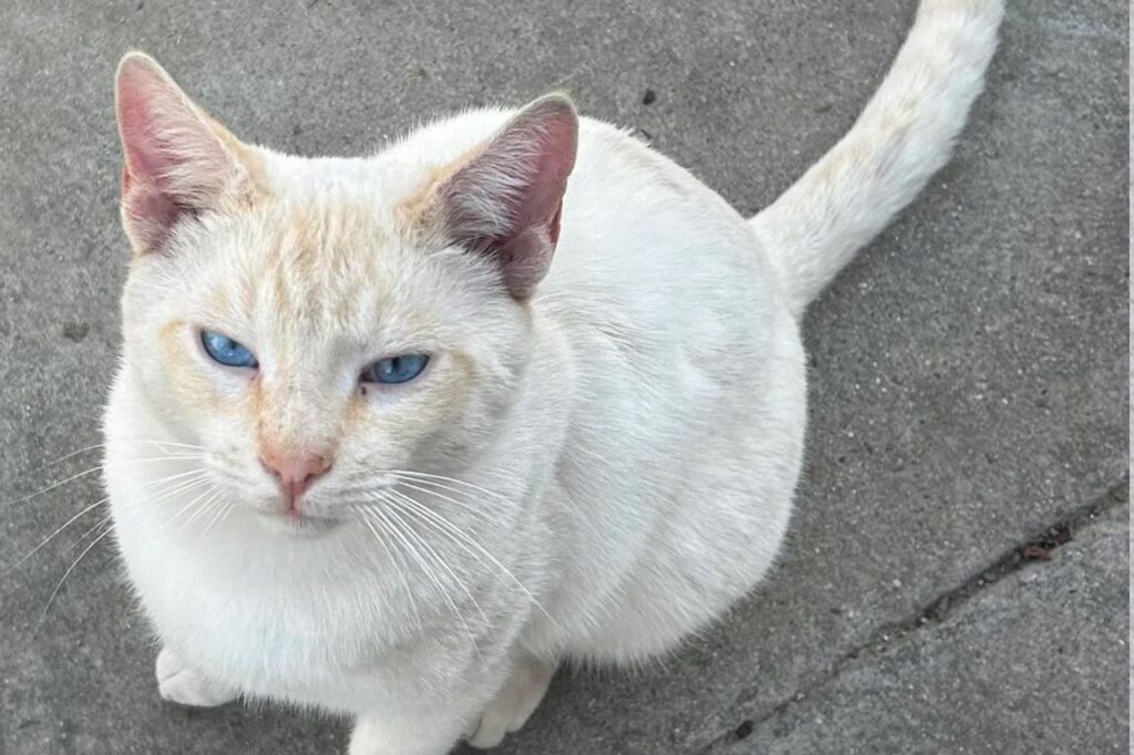 cream point siamese