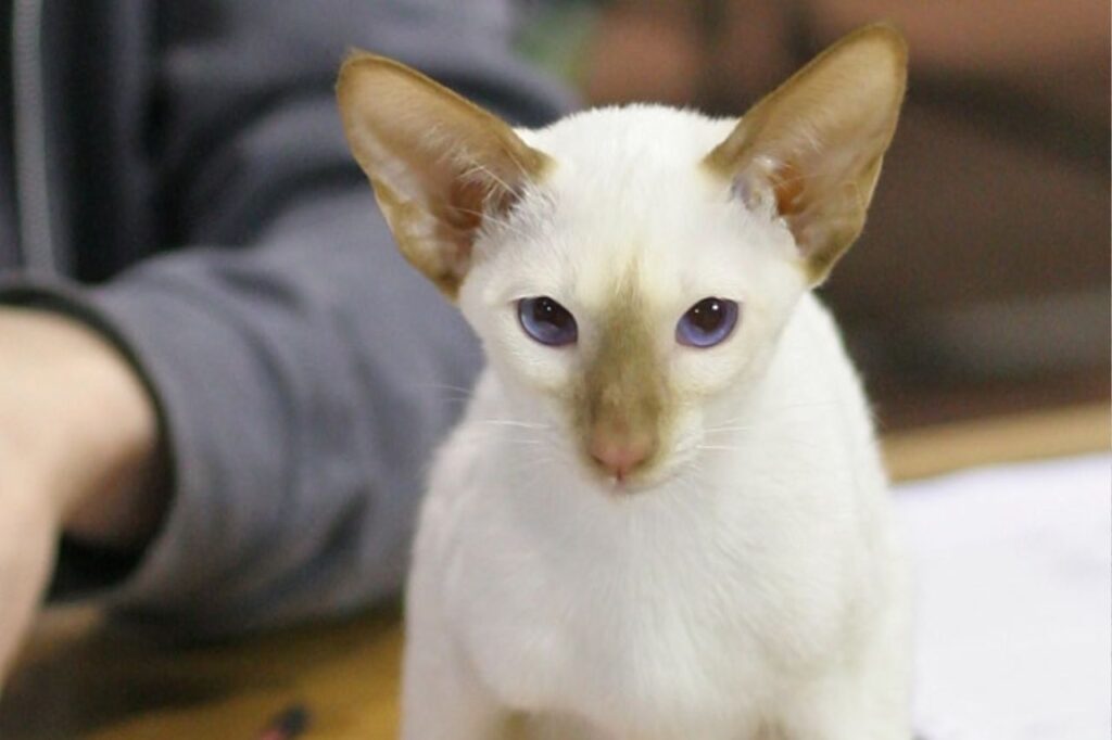 cinnamon point siamese