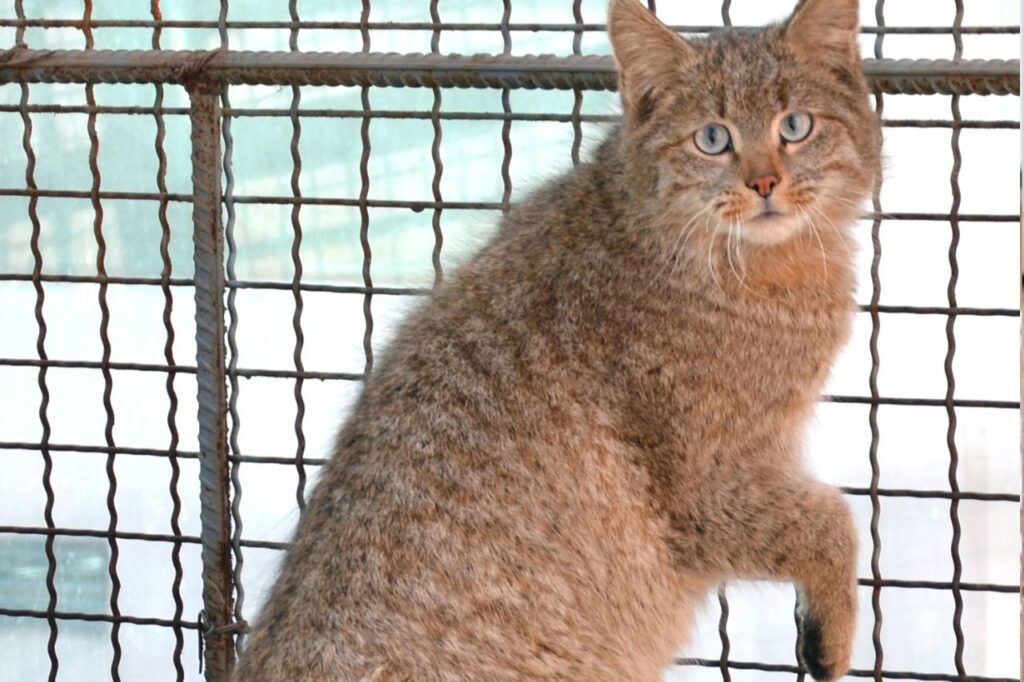 chinese mountain cat