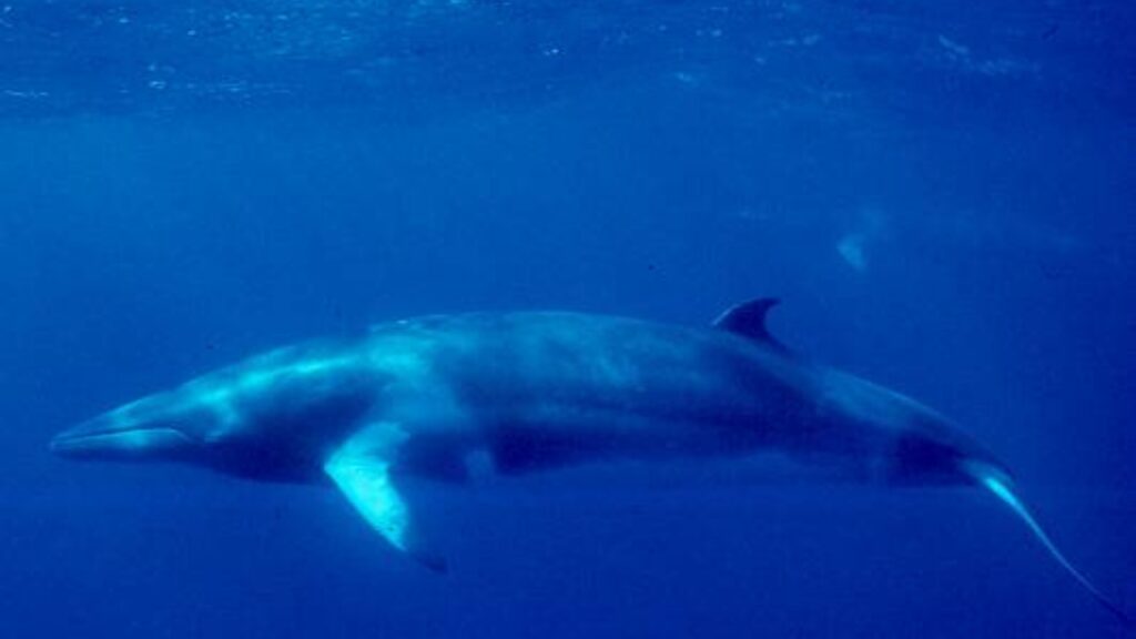 Minke Whale