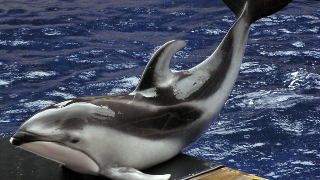 Pacific White-Sided Dolphin