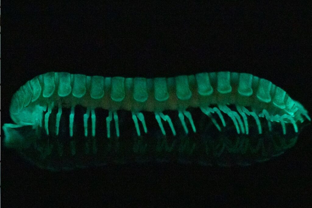 Glow-in-the-dark Centipede