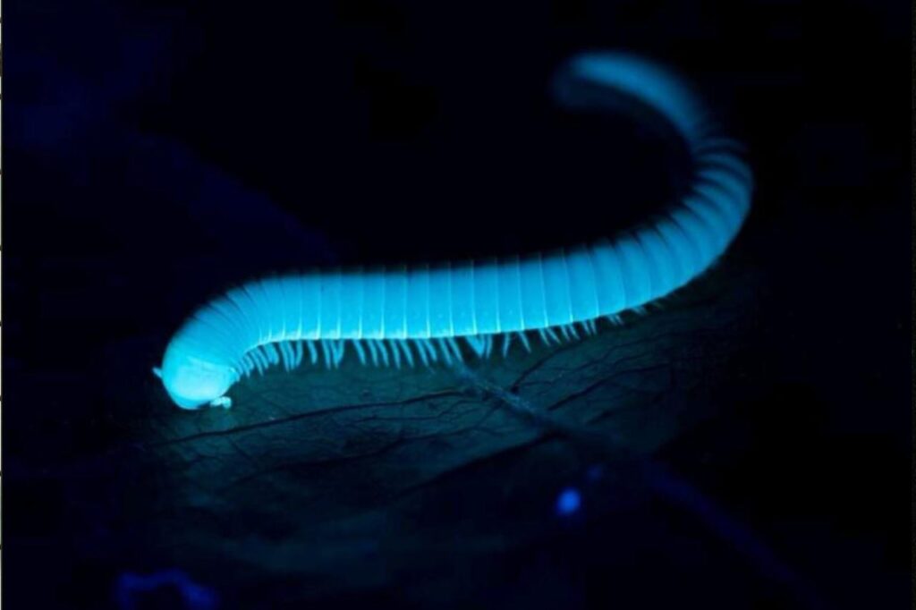 glowing millipede