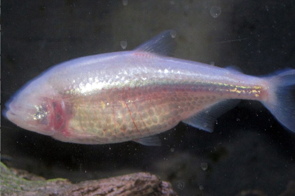 blind cave fish